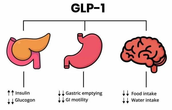 GLP-1 – cieľové orgány: pankreas, žalúdok a mozog (schéma)