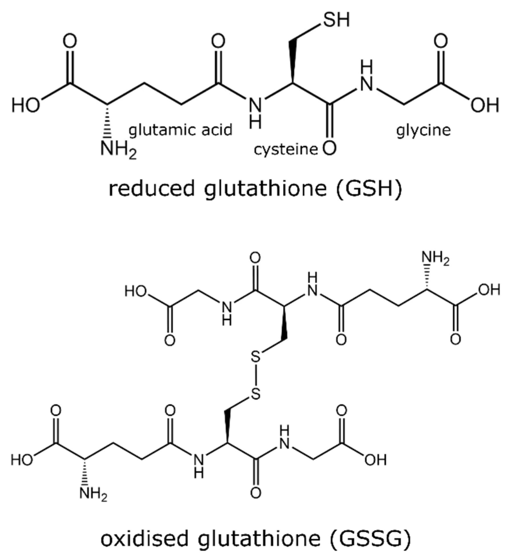 Štruktúry redukovaného glutatiónu (GSH) a oxidovaného glutatiónu (GSSG)