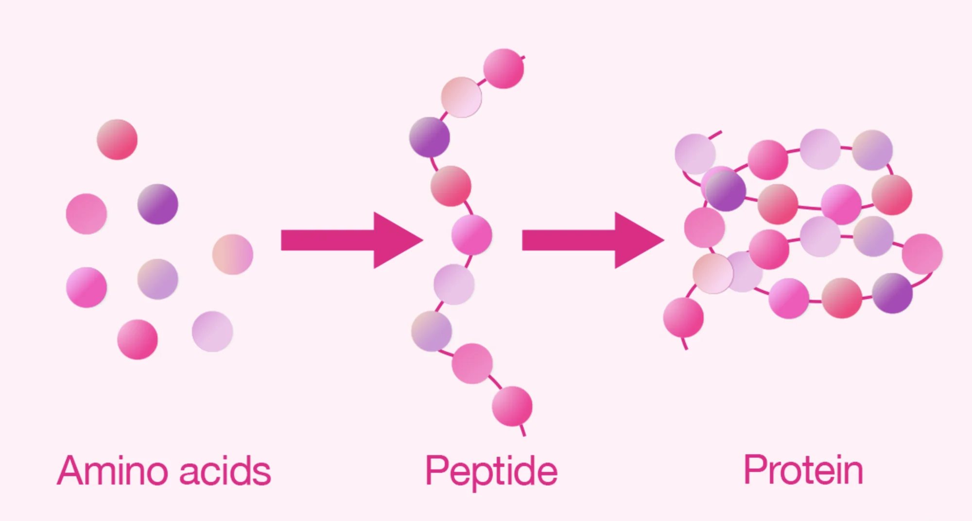 Aminokyseliny, peptid a proteín – porovnanie dĺžky reťazca (schéma)